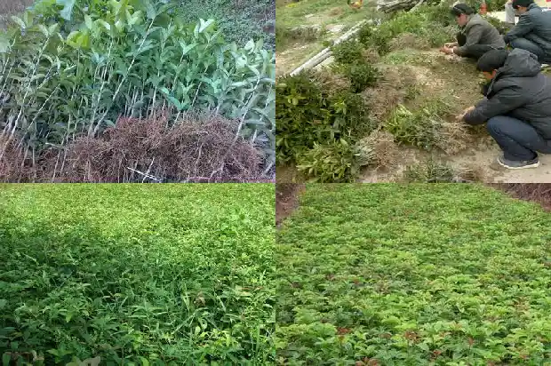 什么品种桂花最香甜又好养1686185835361
