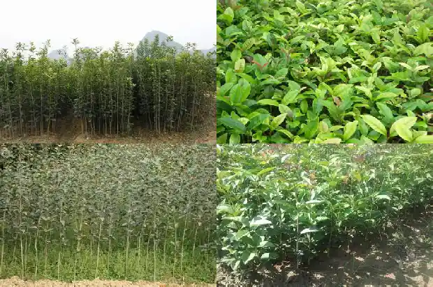 什么品种桂花最香甜最好1686185847577