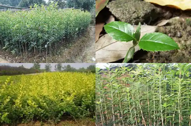 八月桂花树和四季桂花树有什么区别呢1690331907987