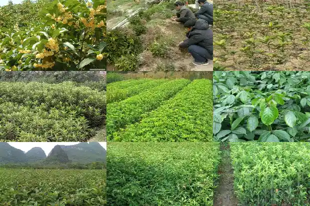 最香的桂花品种1686185859358