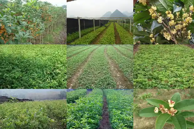 最香的桂花品种1686185859406
