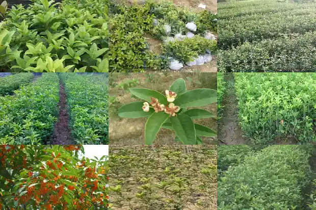什么品种桂花最香最好闻1686185867155