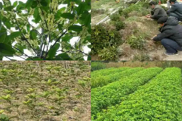 什么品种桂花最香最好闻1686185867203