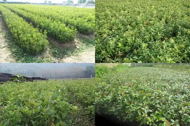 什么品种桂花最香最好吃又好养1686185877087
