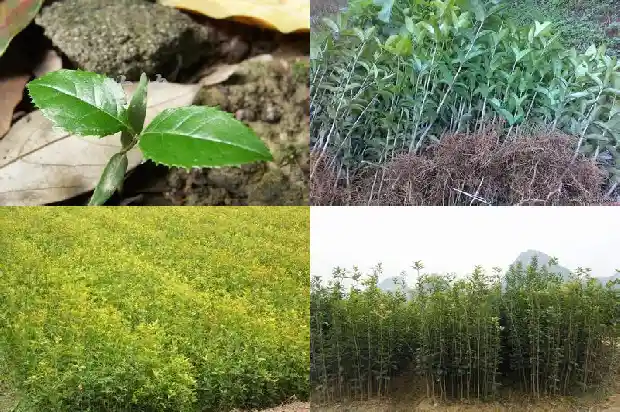 什么品种桂花最香最好吃又好养1686185877135