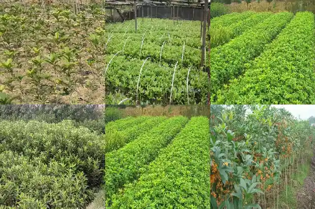 什么品种桂花香味最浓郁1686185887089