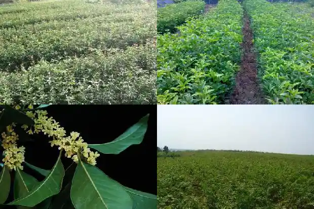 什么品种桂花香味最浓郁1686185887137
