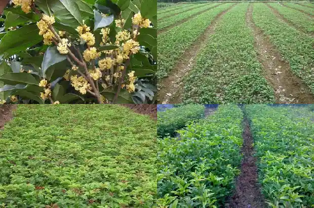 什么品种桂花香味最浓郁1686185887185