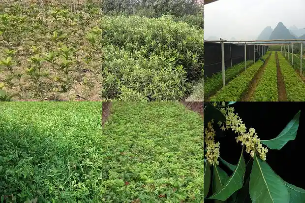 什么品种的桂花香味最浓1686185899274