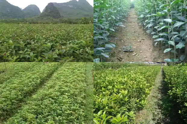 佛顶珠桂花与四季桂区别1690850250380