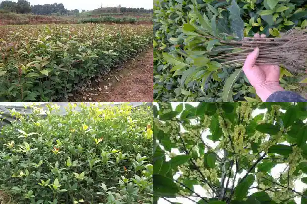什么品种的桂花香味最浓1686185899369