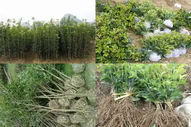 香味最浓的桂花品种1686185909557