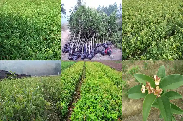 什么品种桂花香花期长的快1686185921199
