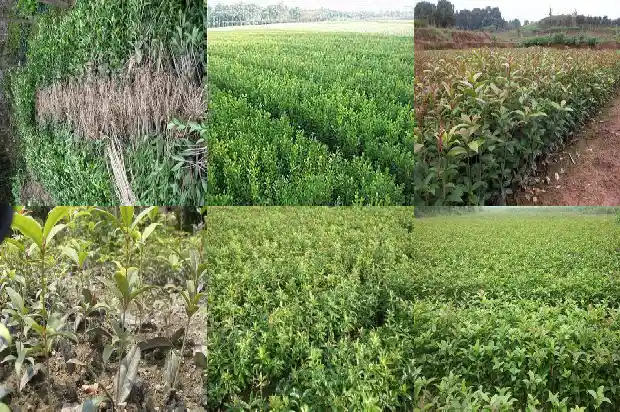 什么品种桂花香花期长的快1686185921247