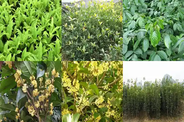 什么品种桂花香花期长的快1686185921295