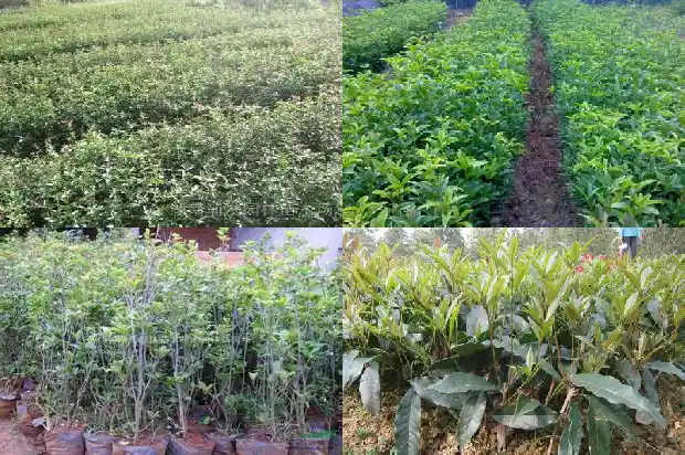 什么品种桂花香花期长的快1686185921342