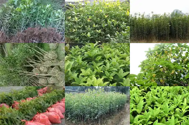 什么品种桂花最香花期最长呢1686185944091