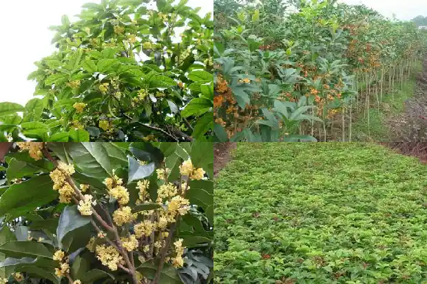 什么品种桂花最香花期最长呢1686185944138