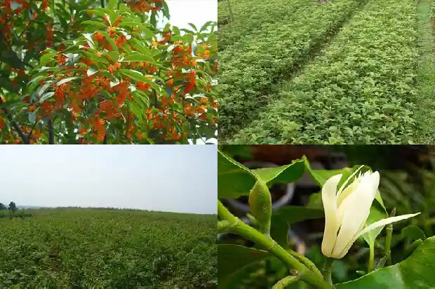 什么品种桂花最香花期最长呢1686185944186