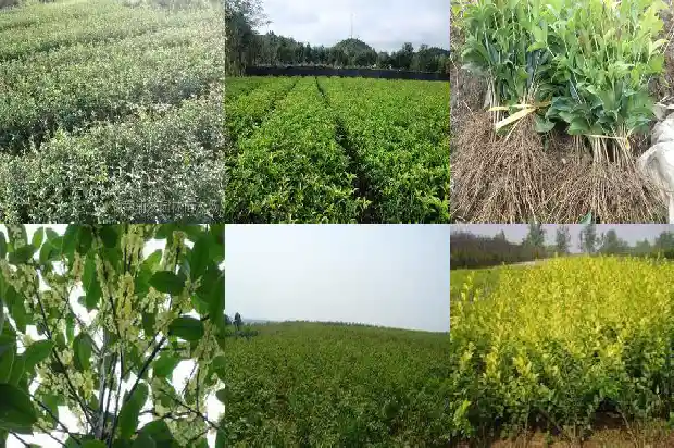 北方什么品种桂花最香最好吃1686185963620