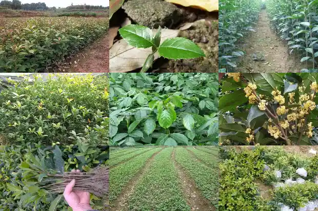 北方什么品种桂花最香最好吃1686185963667