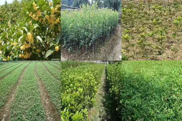 桂花树嫁接月季花能活吗多少年了1686185975313