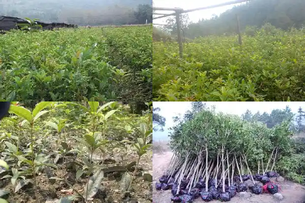 桂花树嫁接月季花能活吗多少年了1686185975360
