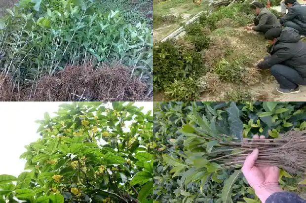桂花树嫁接月季花能活吗多少年了1686185975408