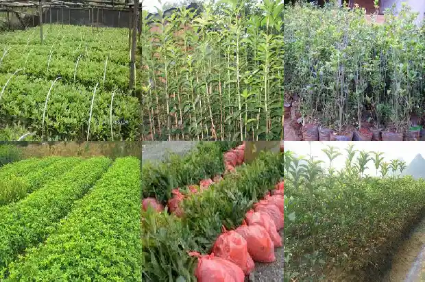 桂花树嫁接月季花能活吗多少年了1686185975456
