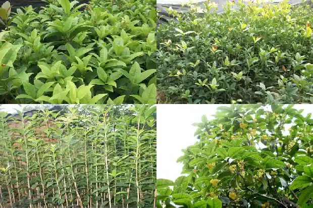 嫁接桂花树寿命1686185985034