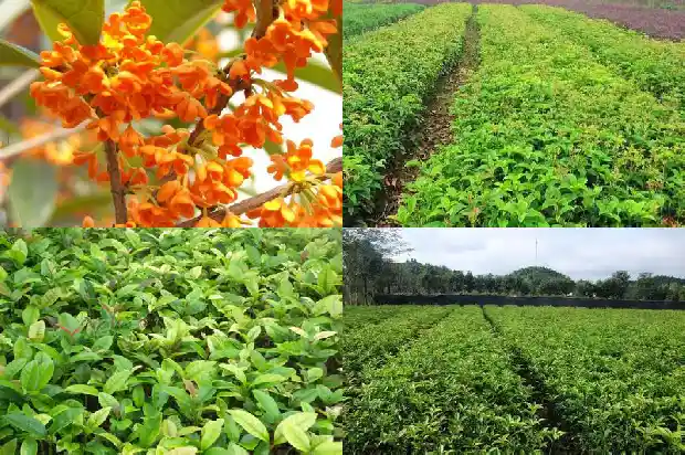 桂花树啥时间嫁接1686186006187