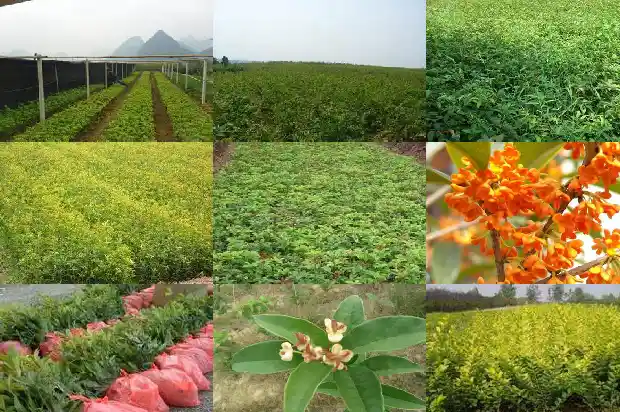 桂花树啥时嫁接1686186017626
