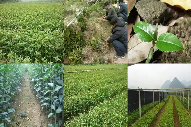 桂花树啥时嫁接1686186017673