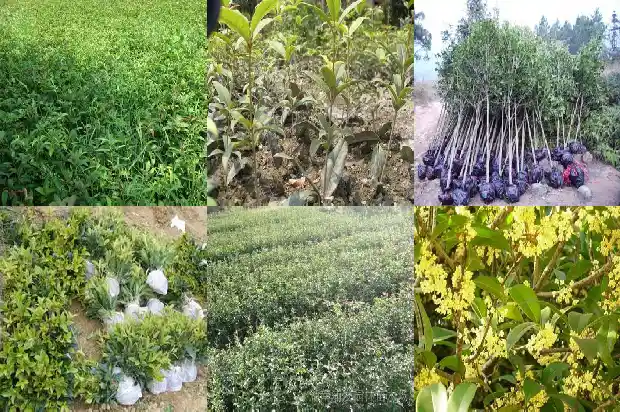 嫁接桂花树用什么树嫁接1686186053544
