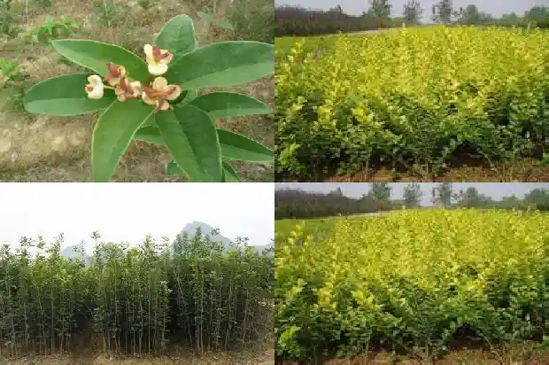 嫁接桂花树用什么树嫁接1686186053592
