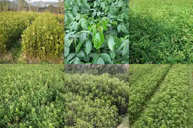 嫁接桂花树用什么树嫁接1686186053639