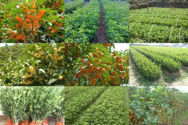 桂花树嫁接用什么做砧木1686186065349