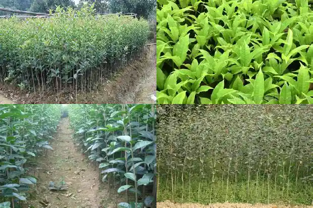 十公分桂花树批发价格1689577333144