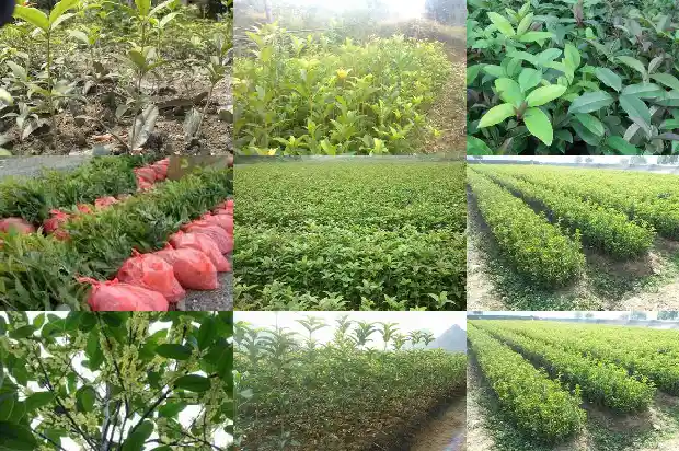 桂花与月季花有什么区别和功效1686186087734