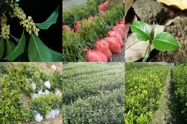 桂花与月季花有什么区别和功效1686186087782