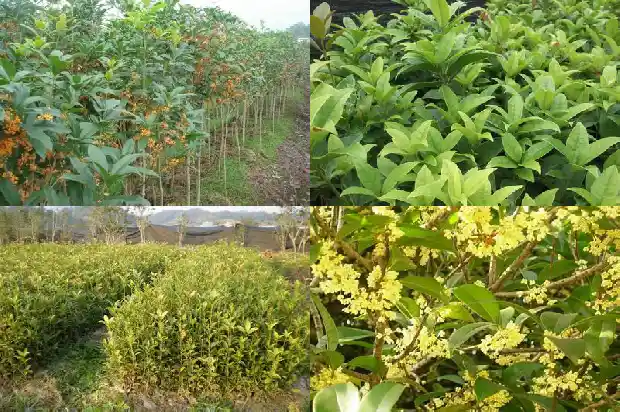 桂花与月季花有什么区别和功效1686186087830