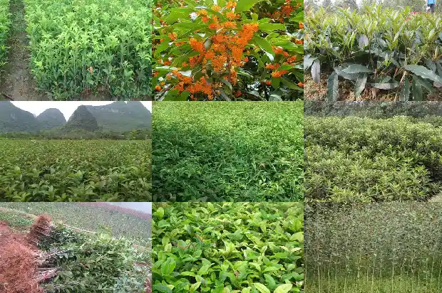 月季可不可以嫁接桂花树1686186105822