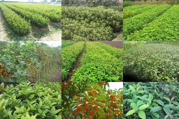桂花树能嫁接什么树苗1686186125311