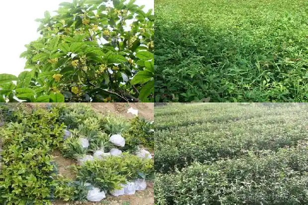 桂花树能嫁接什么树苗1686186125358