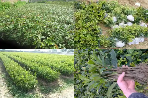 桂花树能嫁接什么树苗1686186125405
