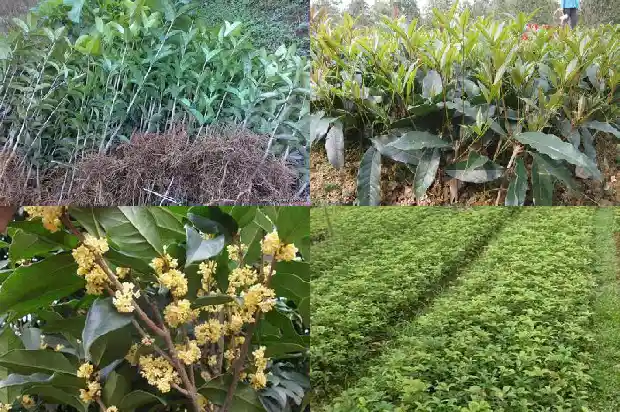桂花树嫁接什么树能成活1686186133233