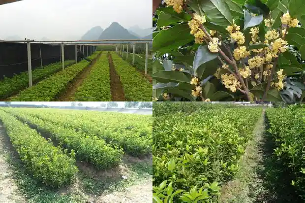 桂花树嫁接什么树能成活1686186133281