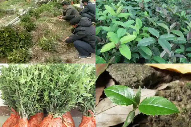 桂花树能嫁接柿子吗1686186140947