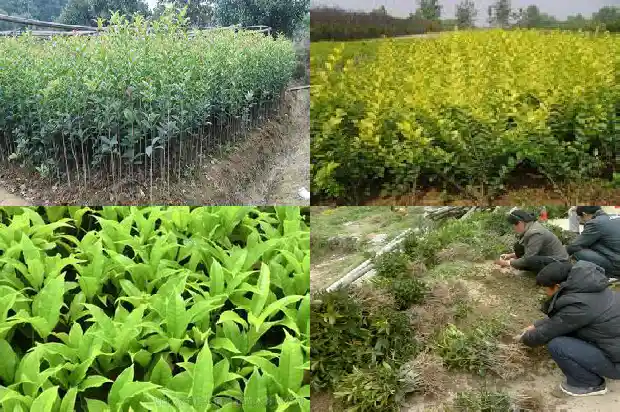 桂花可以直接摘下来泡茶吗1689122235692