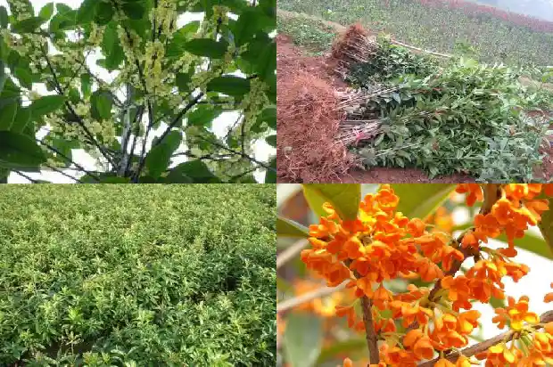 桂花树开花时能移栽吗1690245513363